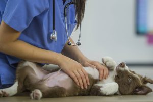 curso de medicina veterinária