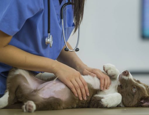 curso de medicina veterinária