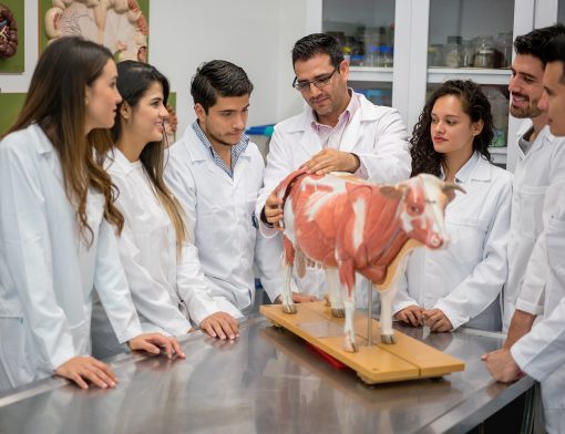 faculdade de medicina veterinária
